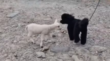 un chien et un agneau