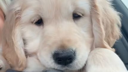 Golden Retriever puppy staring at camera