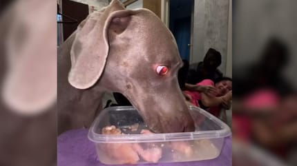 Hungry dog fails intruder test to finish dinner, leaving owners in stitches
