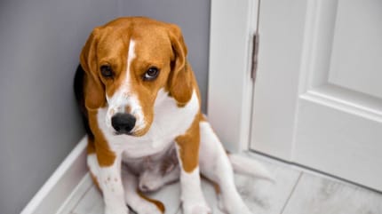 el pene de mi perro está inflamado