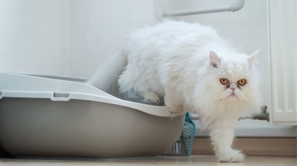 mocznica u kota - objawy i leczenie