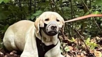 Labrador mit zugeklebter Schnauze ausgesetzt