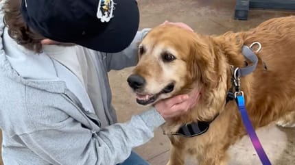 Ein alter Golden Retriever kommt ins Tierheim: Der Grund dafür macht alle fassungslos!