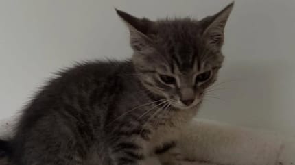 « C’est un écureuil ou un autre animal » : elle remarque une boule de poils et se dépêche d’agir