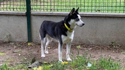 cane Pomsky