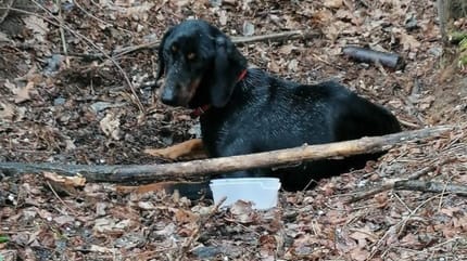 Hund mitten im Wald ausgesetzt: Doch das ist nicht das Ende der Grausamkeit