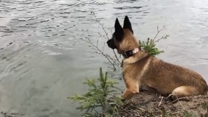 cane al fiume