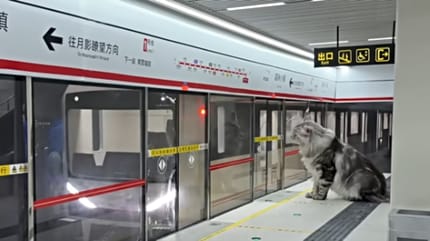 Verrückt oder genial? Was dieser Mann für seine Katzen baut, macht jeden sprachlos