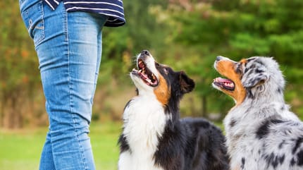 Hundetrainerin entlarvt: Dieses Kommando ist kompletter Unsinn - und alle üben es!