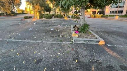 Kinder legen Hündin zum Abschied eine Halskette an, dann binden die Eltern sie an einen Baum...