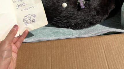 Une femme découvre un chat renversé par une voiture et fond en larmes devant le mot laissé à ses côtés