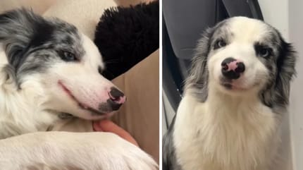 Border Collie-Hündin hat ein Geheimnis: Ihr Gesicht verrät, dass sie nicht von dieser Welt ist