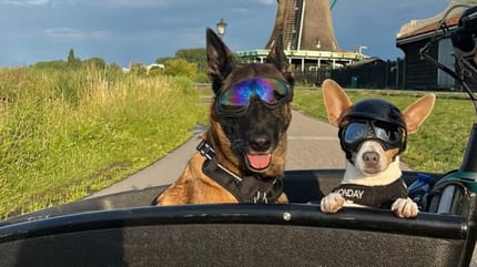 À vélo avec ses deux chiens, Olivia traverse la France pour offrir une seconde chance aux oubliés (Diapo)