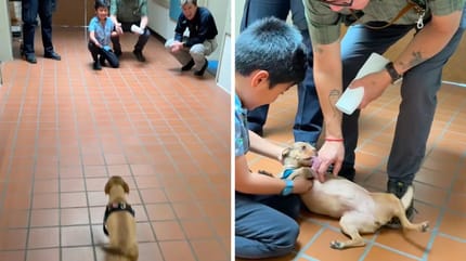 Na tę chwilę czekał 13 miesięcy! Nikt nie wierzył, że jeszcze kiedyś się spotkają (video)