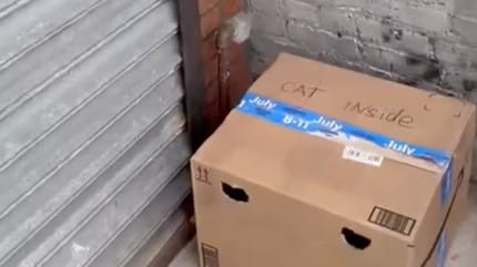 Cardboard box hidden behind bins: inside it, a trembling creature waits for rescue