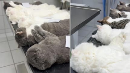 Katzen liegen nebeneinander auf OP-Tischen