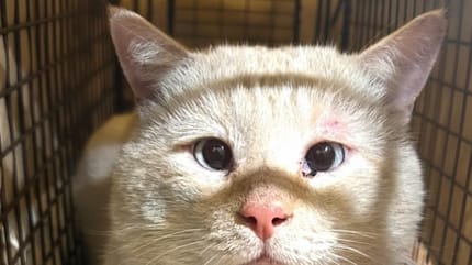 gatto bianco
