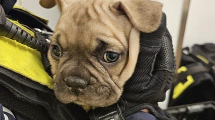 Polizei Berlin befreit Hunde und Welpen aus Mehrfamilienhaus und hat ein wichtiges Anliegen