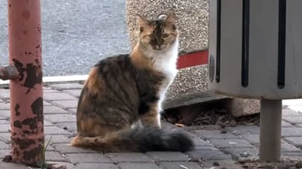 Une chatte est trouvée seule près d’une poubelle : elle cache une histoire bouleversante