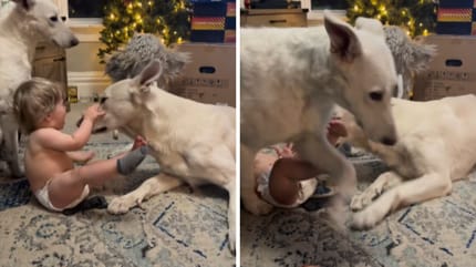 Mały chłopiec kontra dwa ogromne psy. To nagranie wywołuje skrajne emocje
