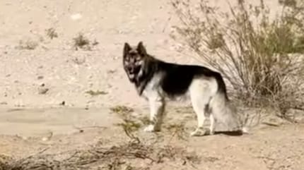 Un husky est retrouvé errant dans le désert : l’ICE n’est pas étranger à cet abandon