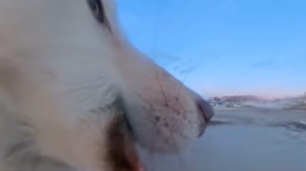 Husky verschleppt Kamera