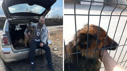 Agent redt zwerfhond en neemt een hartverwarmend besluit