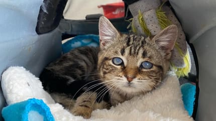 Ze blijft haar hele leven een kitten: poesje vecht dagelijks na vreselijke vondst