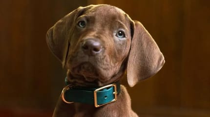 Netflix pokazał pierwsze zdjęcia z serialu „Scooby-Doo” z prawdziwym psem w roli głównej