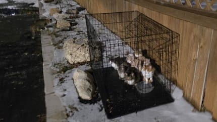 8 chatons enfermés dans une cage