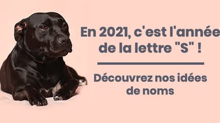 noms de chiens en S pour 2021