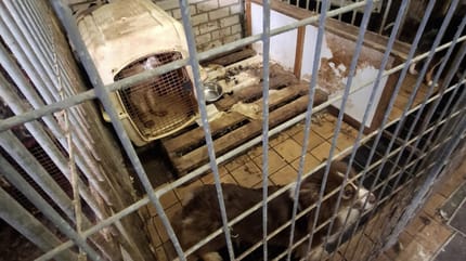 9 honden weggehaald bij fokker in Hulst