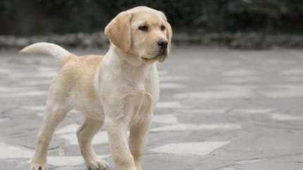 chiot labrador