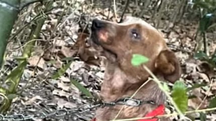 Ein im Wald ausgesetzter Hund