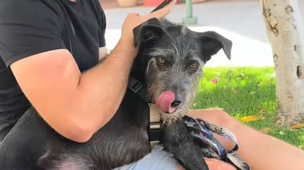 Een hond op de schoot van zijn baasje