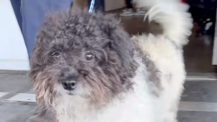 Een pluizige achtergelaten hond