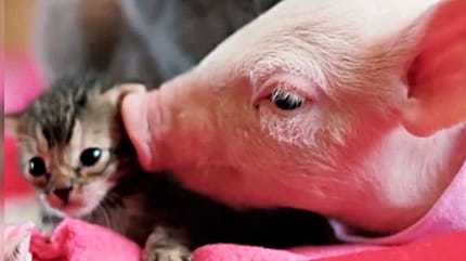 Ferkel und Schwein liegen nebeneinander