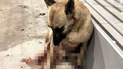 Aangereden hond in Griekenland wordt gered door drietal Nederlanders