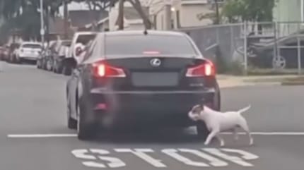 Ausgesetzter Hund