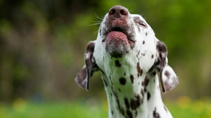Aboiement chez le chien : pourquoi mon chien aboie ?