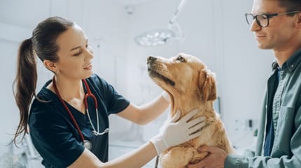 aborto espontáneo en perros
