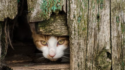 abri pour chat errant