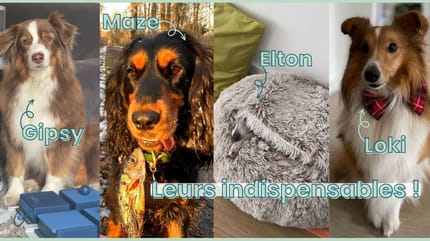 Accessoires pour chien