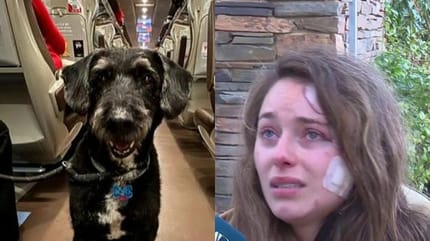 accident-train-cordoue-chien-disparu