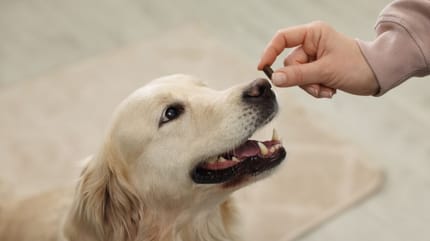 Aceite de pescado para perros