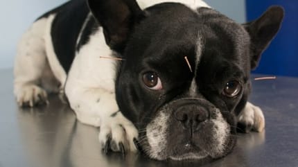 acupuncture chien