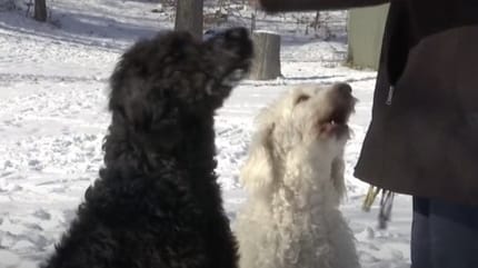 Les Labradoodle Adam et Eva