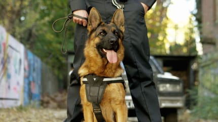 Adopta un perro policía
