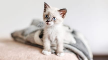 Adoption chat Leboncoin
