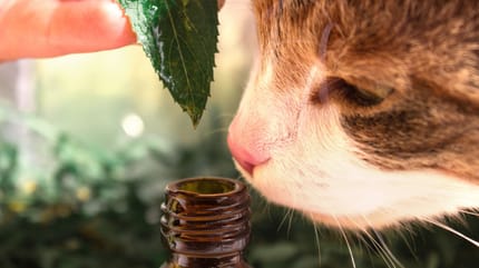 Ätherische Öle Katzen